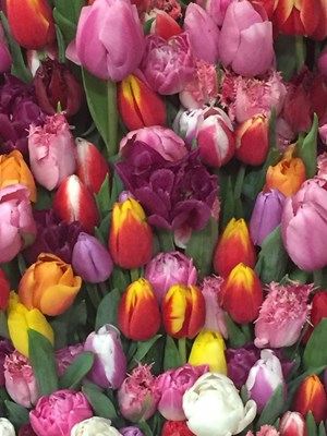 tulpen